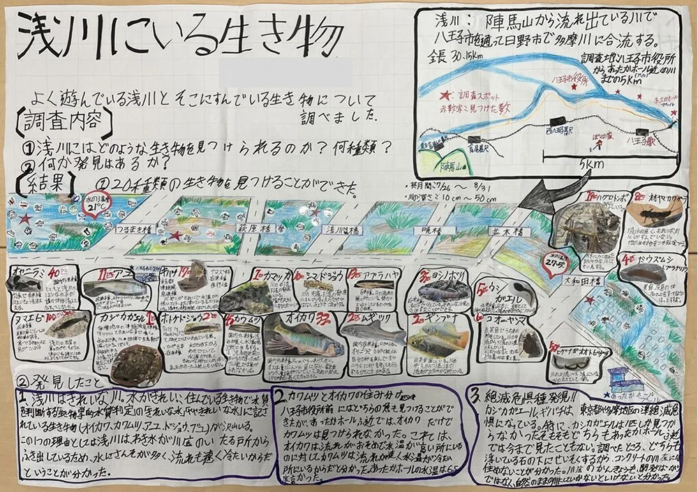 浅川にいる生き物