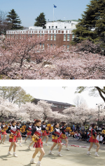 Cherry Blossom Festival