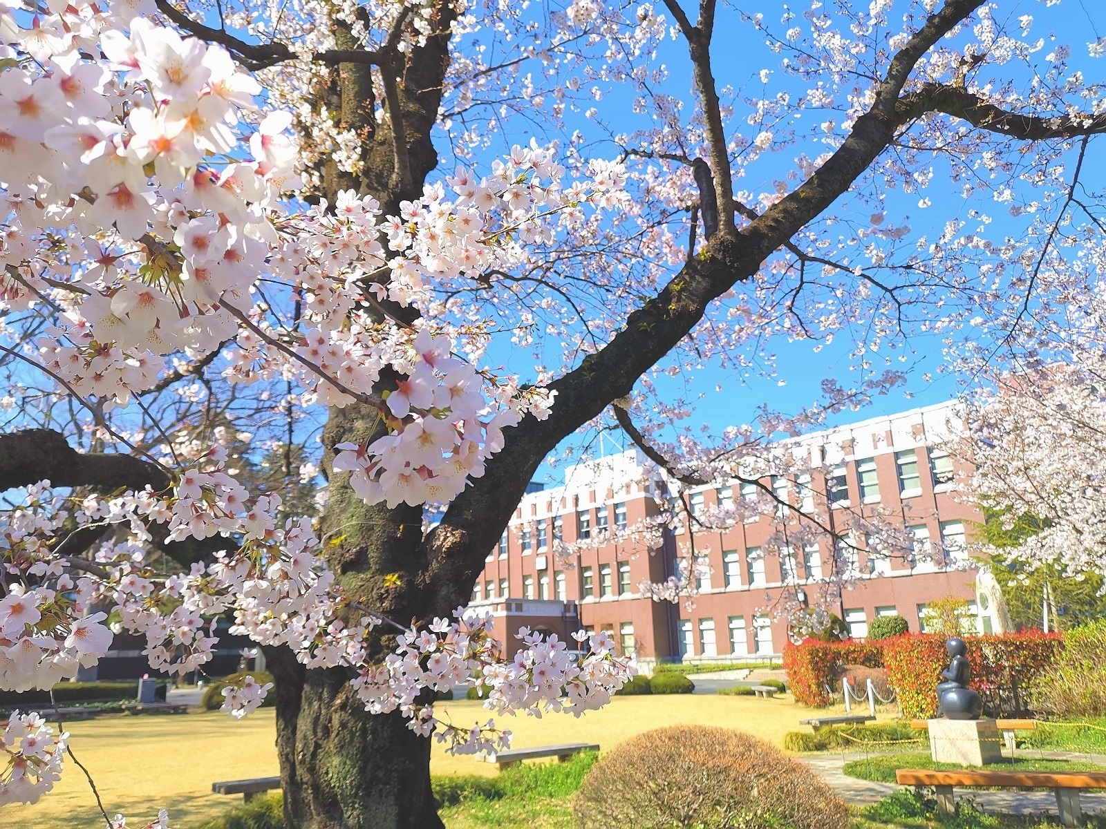 行事日程 キャンパスライフ 成蹊大学